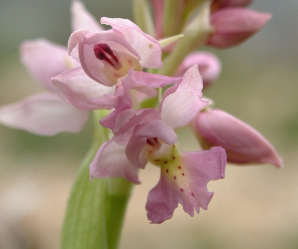 Orchis x colemanii (ibrido: Or. mascula x Or. pauciflora)